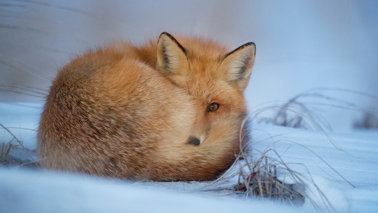 В Удмуртии ввели вознаграждение за охоту на лис и волков В Удмуртии принят документ, призванный стимулир...