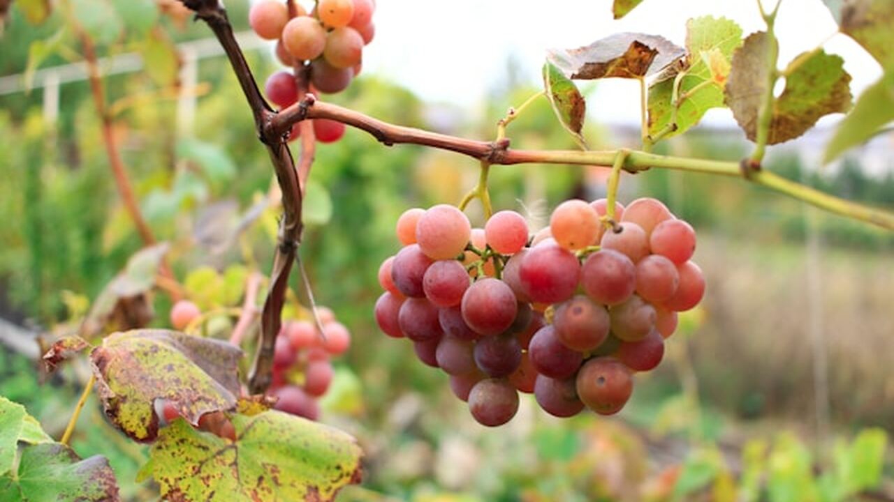 Привычные нам продукты, которые мы считаем поле...