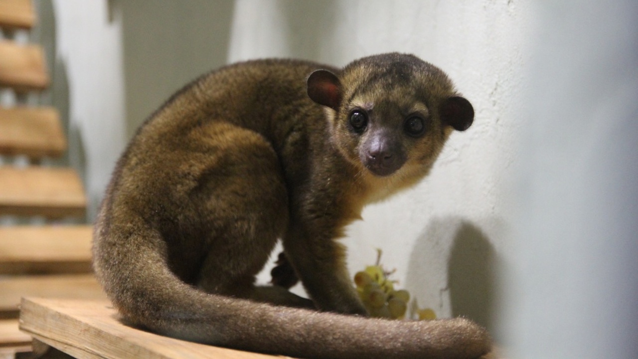 В зоопарке Удмуртии поселился кинкажу – предста...