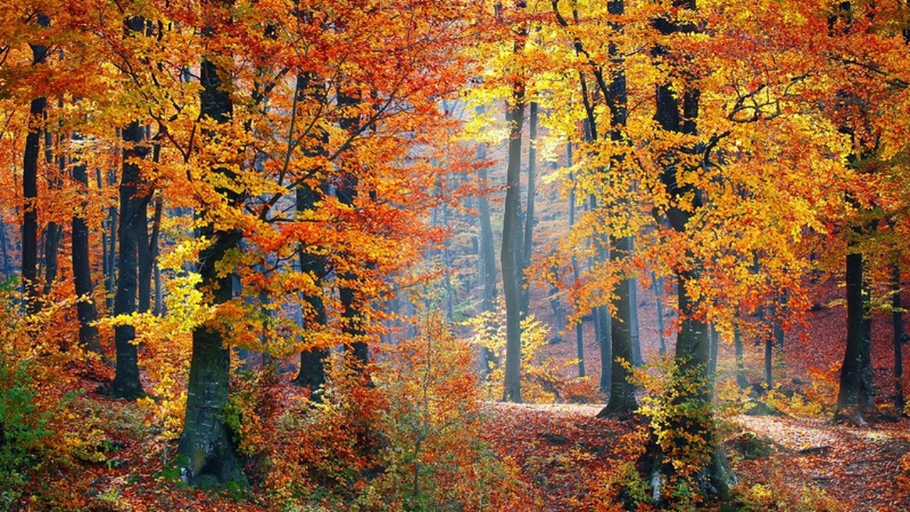 Не откладывайте до весны: как залечить раны на плодовых деревьях подручными средствами Повреждения коры и спилы на плодовых деревьях т...