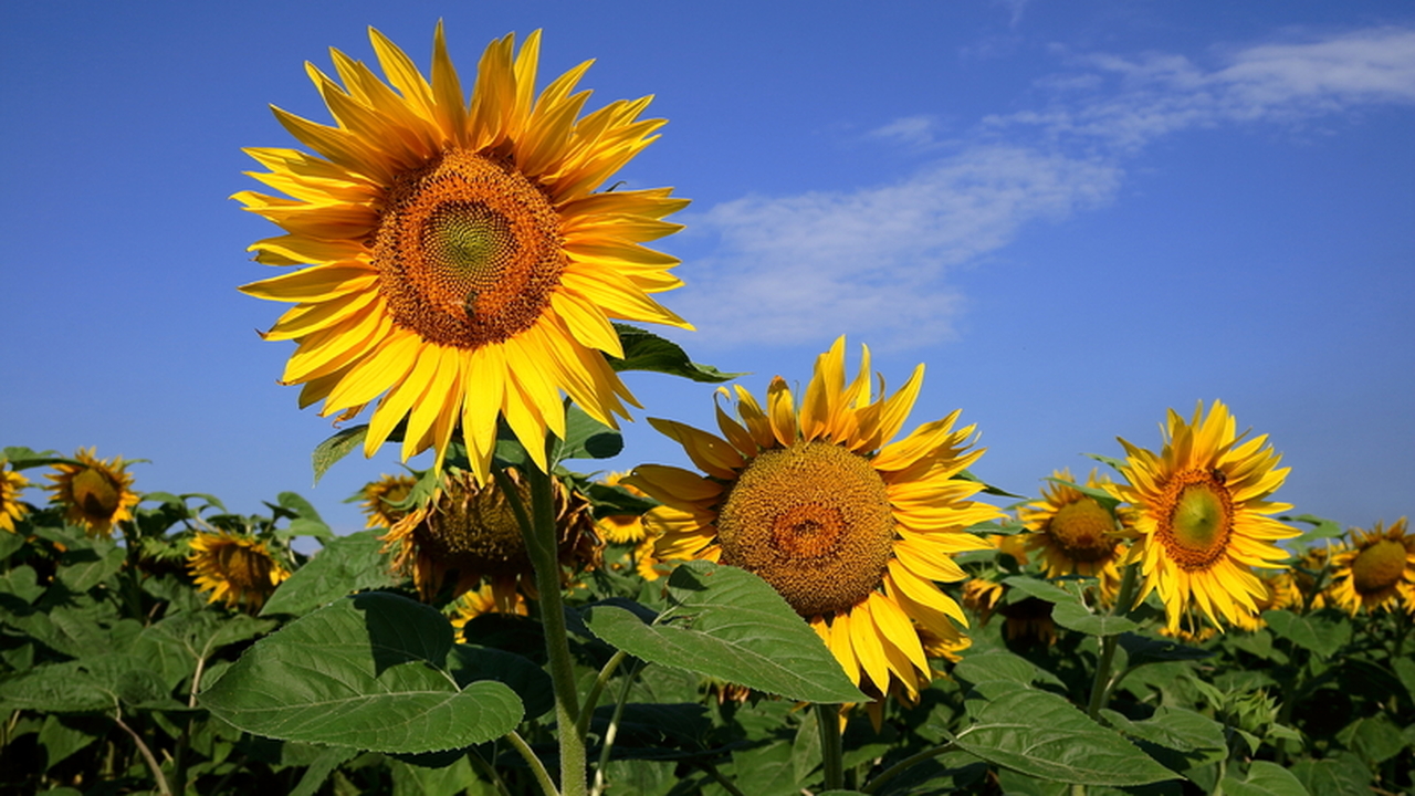 Что ожидает садоводов летом 2026 после необычайно теплой зимы: прогноз и советы экспертов Аномально тёплая зима оказала значительное влия...