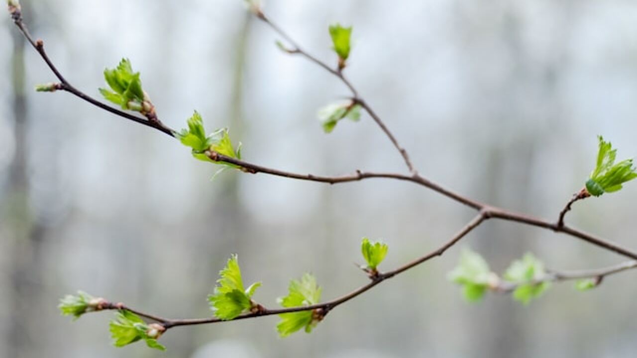 В Удмуртии досрочно завершилась метеорологическая зима В Удмуртии в середине марта зафиксировано оконч...