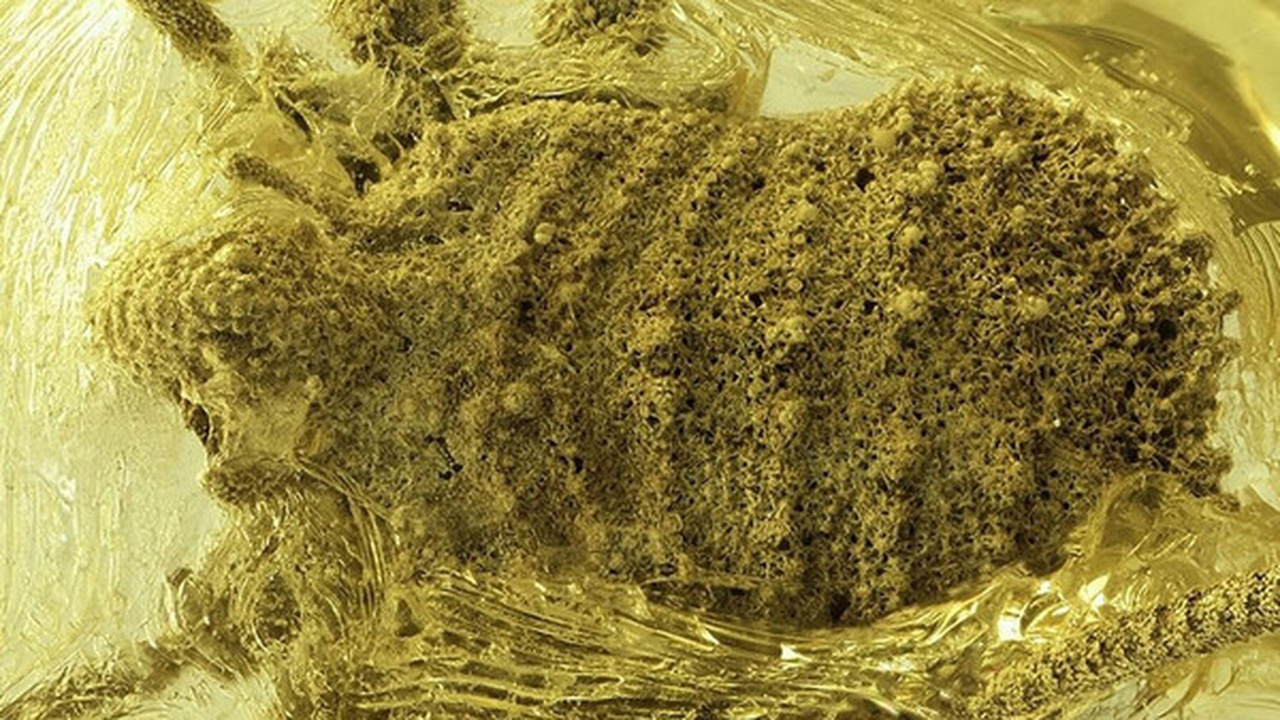 В образцах янтаря возрастом около 35 миллионов ...