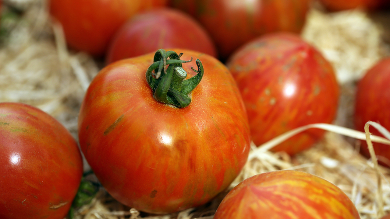 Переезд рассады томатов в теплицу – ответственн...