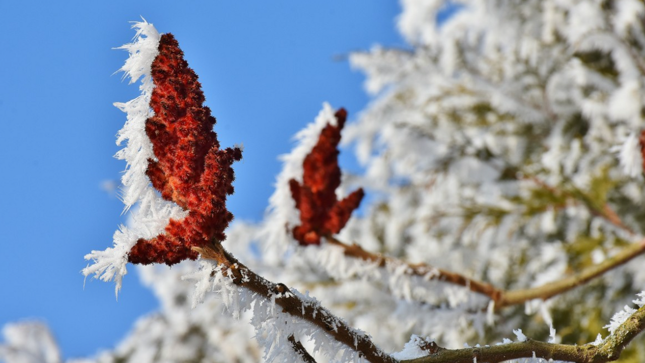 Аномально снежный январь 2026 года может измени...