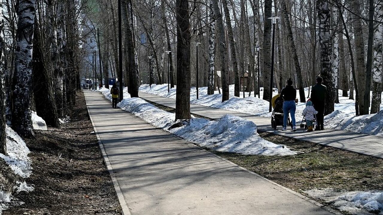 В Берёзовой роще Ижевска снесли 54 старых дерев...