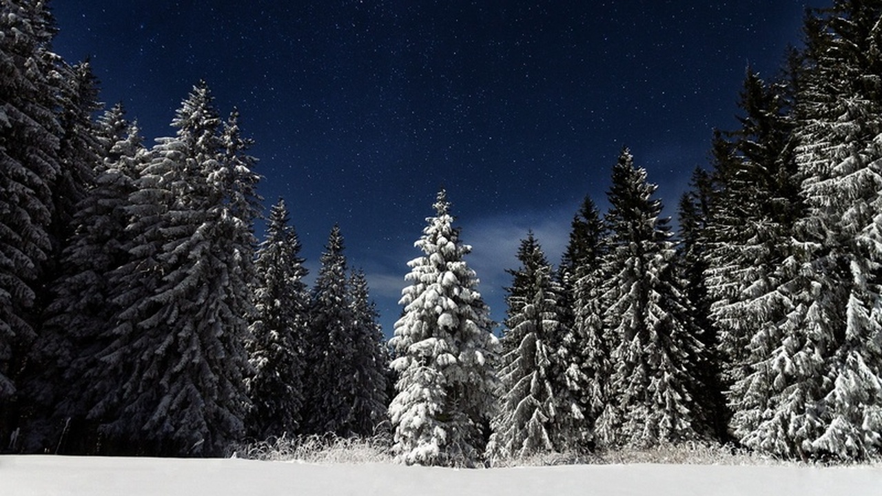В Удмуртии усилили охрану за елями и соснами перед Новым годом С наступлением декабря в Удмуртии стартовала ма...