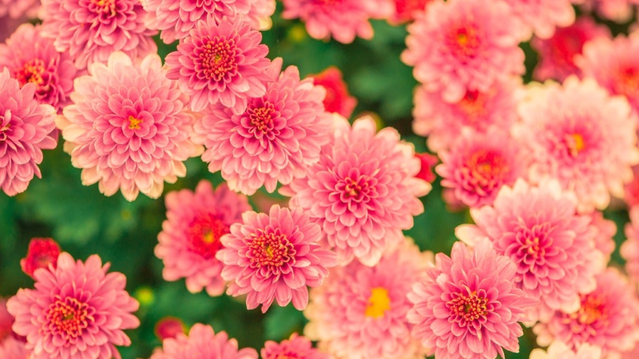 В Удмуртии ликвидирована партия хризантем, в ко...