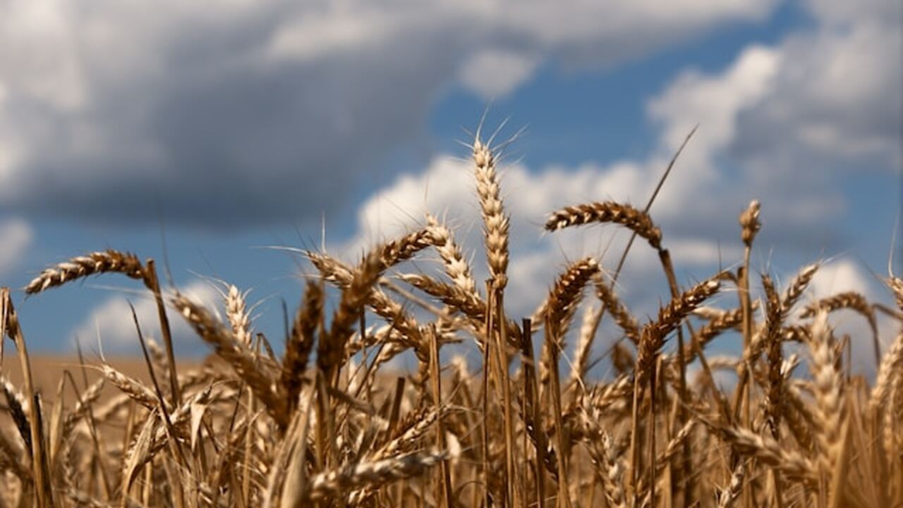 В Удмуртии производство сельхозпродукции выросло до 112 млрд рублей В Удмуртии по итогам 2025 года объем сельскохоз...