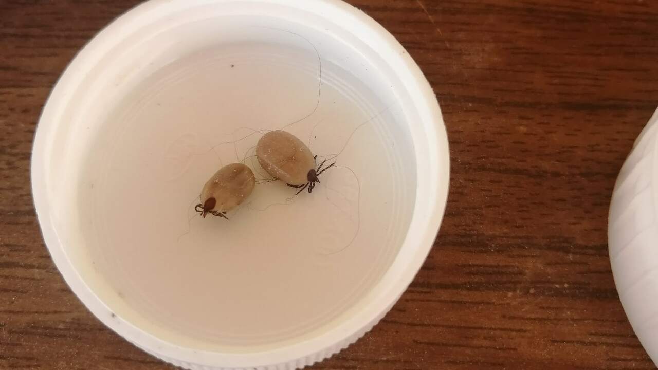 Врачи объяснили, как защититься от клещей на да...