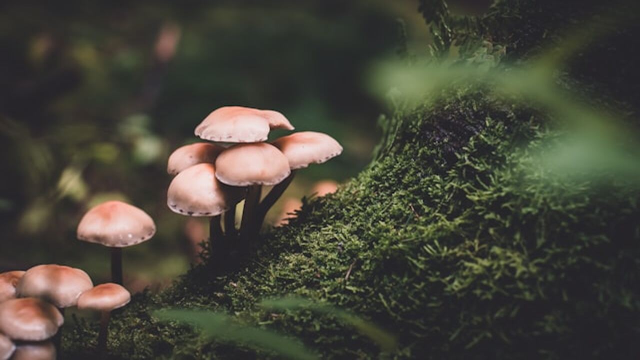 Многие считают поход за грибами делом удачи, но...