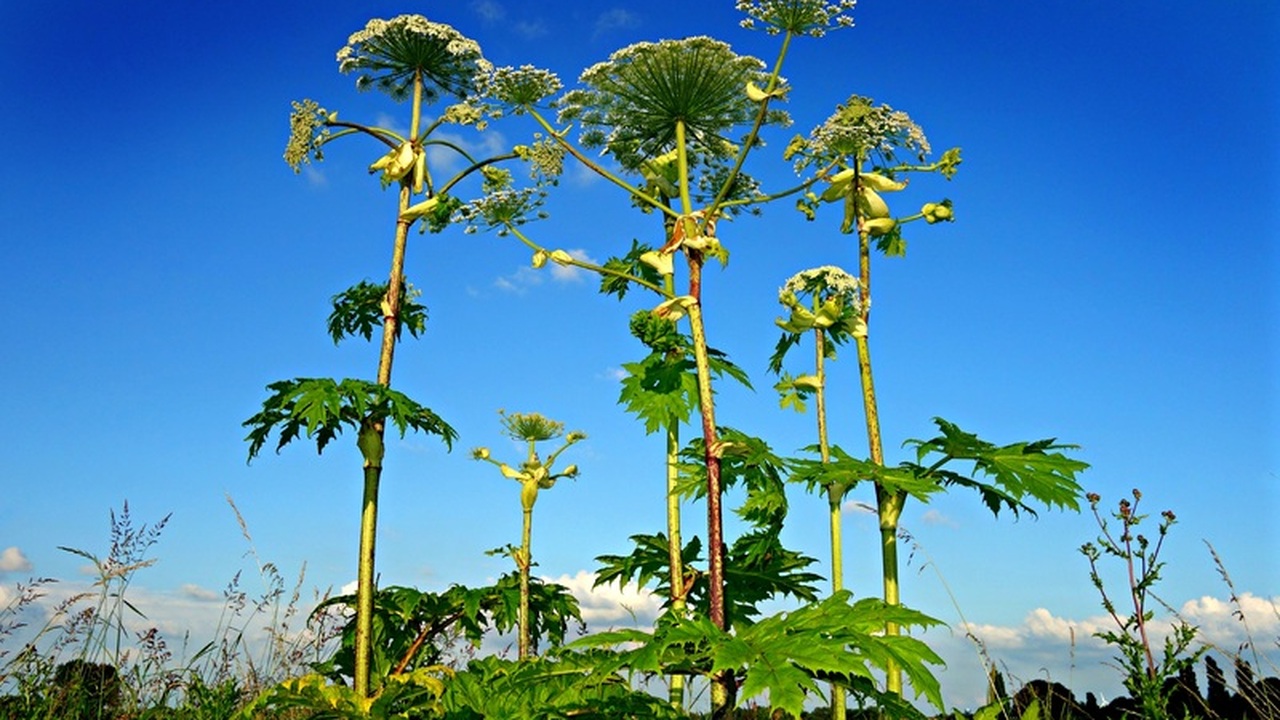 В Удмуртии утвержден список из восьми видов рас...