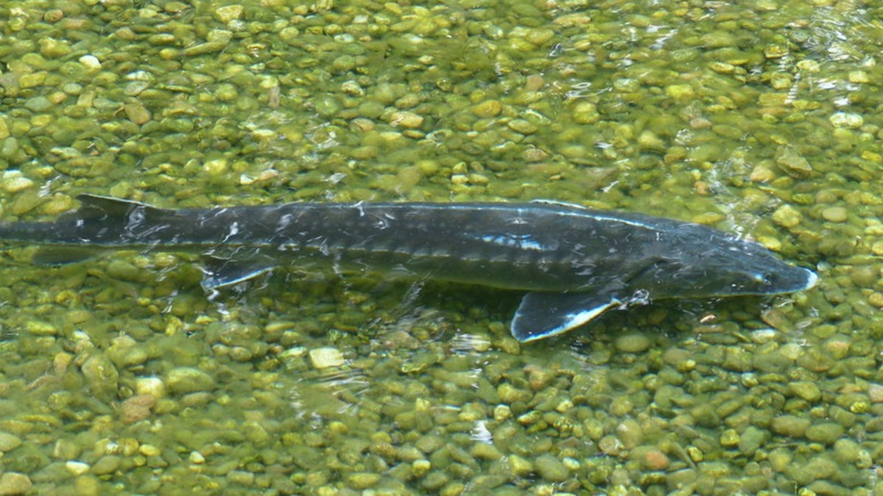 Удмуртия может полностью запретить ловлю стерляди Власти Удмуртии всерьез обеспокоены судьбой сте...