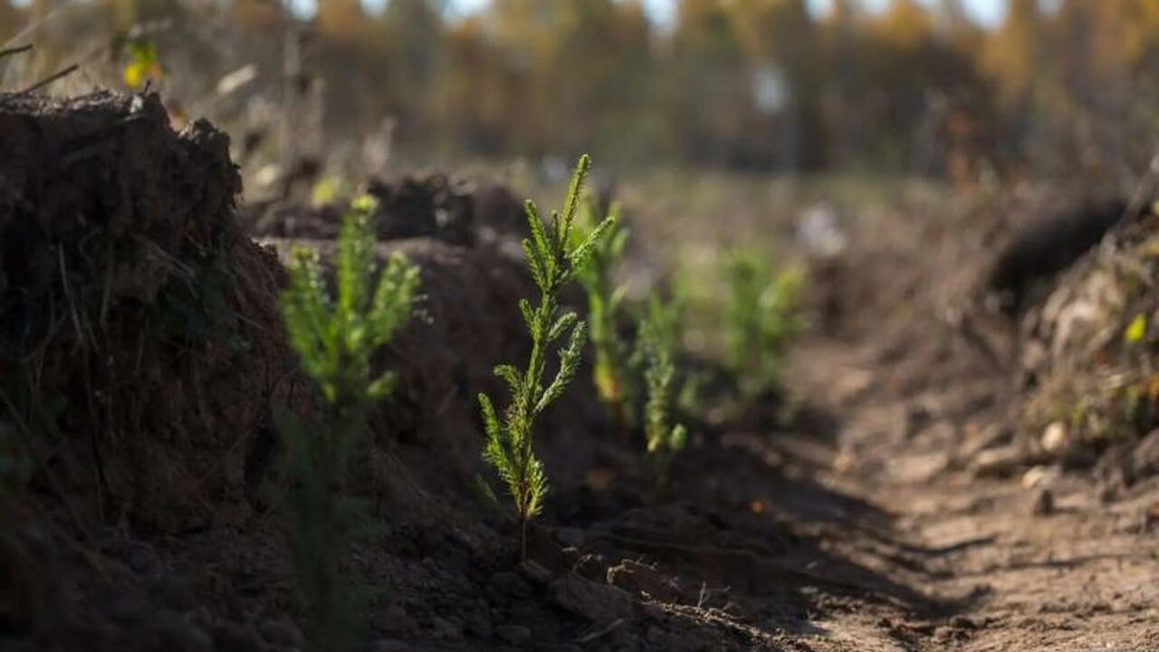 В Удмуртии планируют восстановить более 11 тысяч га леса до конца года Удмуртия демонстрирует впечатляющие успехи в во...
