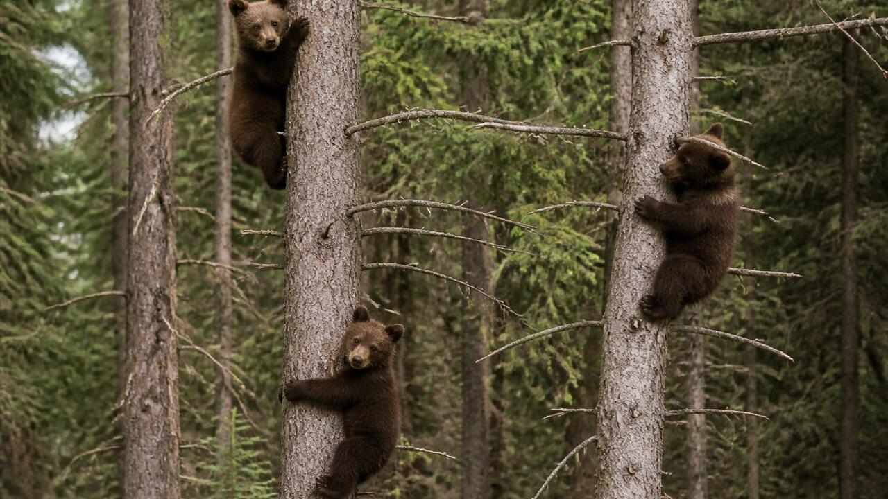 Три медведицы, спасенные в Удмуртии, подросли и...
