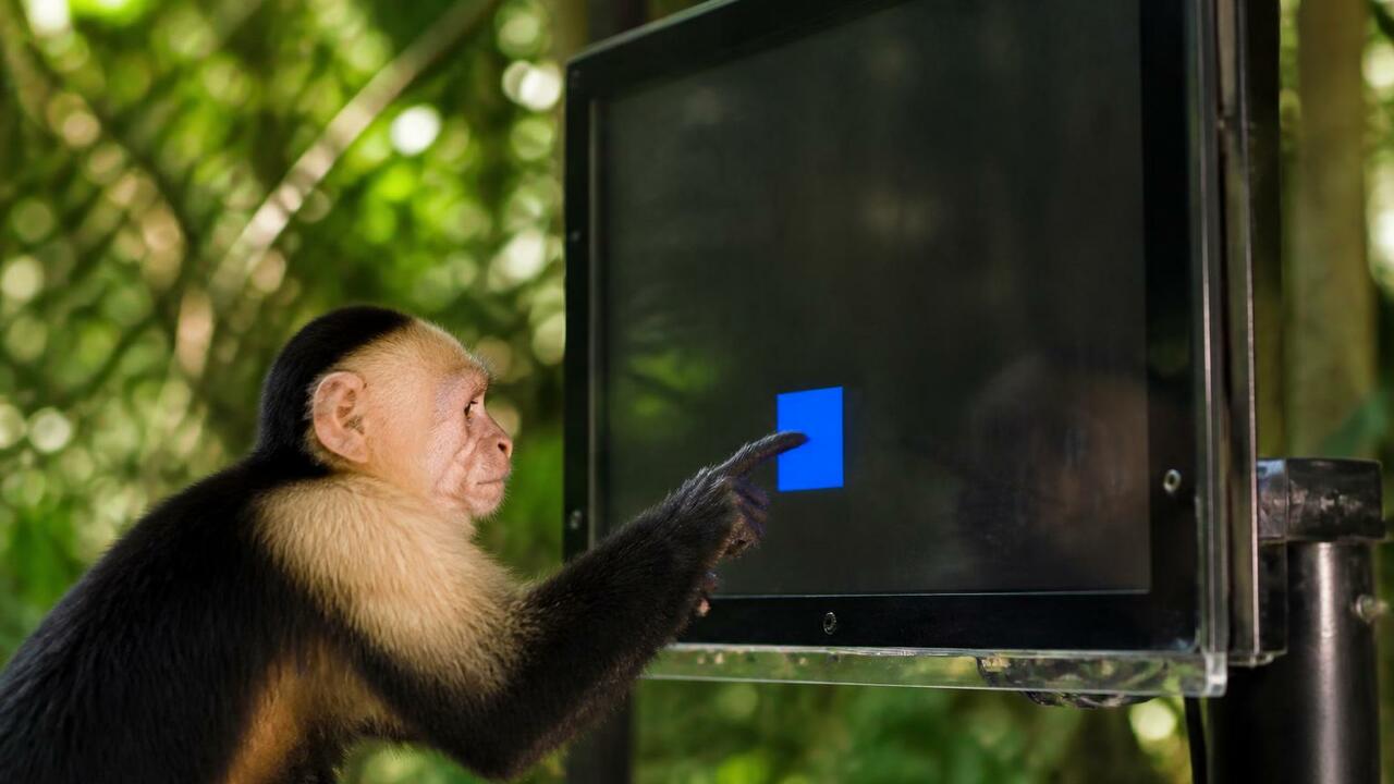 Обезьяны-капуцины в Коста-Рике научились исполь...