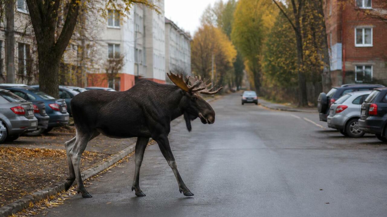 В Ижевске на улице Ворошилова заметили лося. Жи...