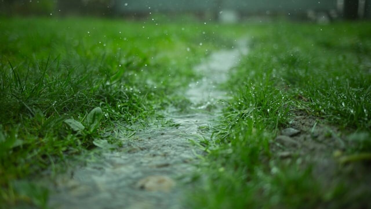 Эксперименты с семенами риса показали, что акус...