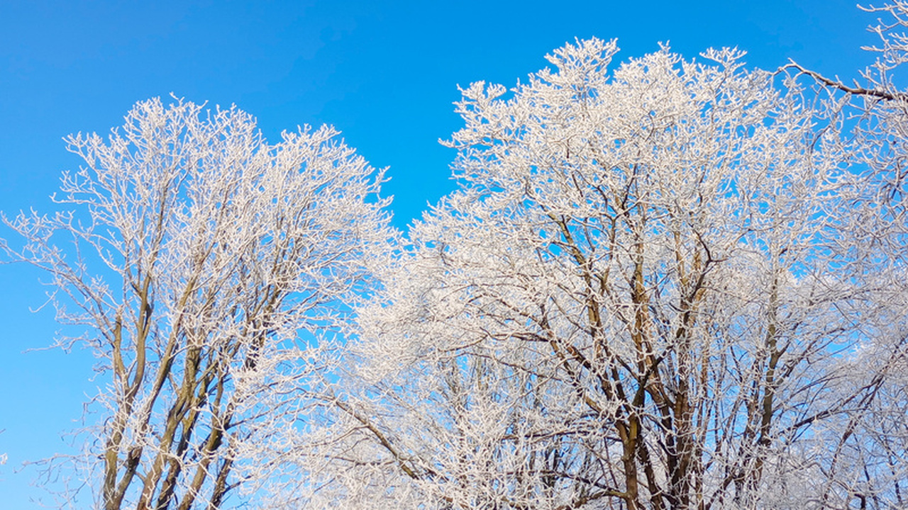 Россияне, мечтающие о белоснежном новогоднем пр...