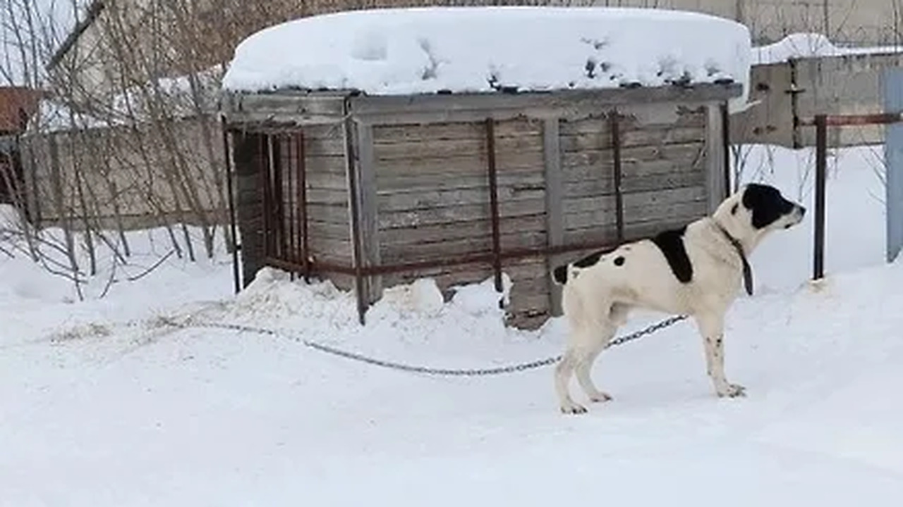 Ветеринарные специалисты провели проверку на ча...