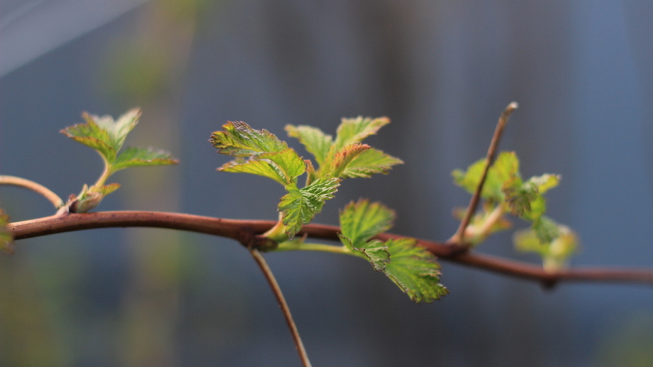 Февраль 2026 будет необычно тёплым: весенний паводок может наступить уже в марте Зима в этом году, судя по всему, сдаётся раньше...