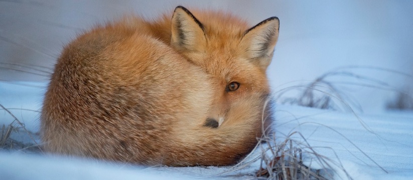 В Удмуртии ввели вознаграждение за охоту на лис и волков В Удмуртии принят документ, призванный стимулир...