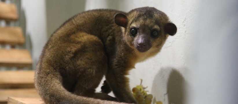 Удмуртский зоопарк пополнился экзотическим обитателем В зоопарке Удмуртии поселился кинкажу – предста...