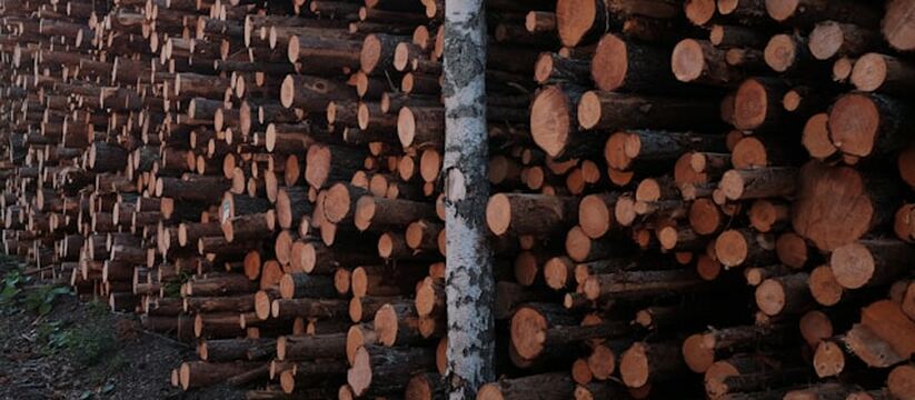 Из Удмуртии в Южную Корею отправлена первая пар...