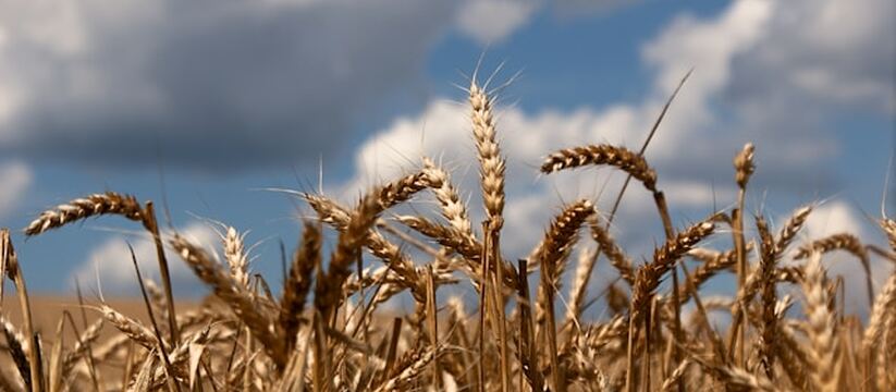 В Удмуртии производство сельхозпродукции выросл...