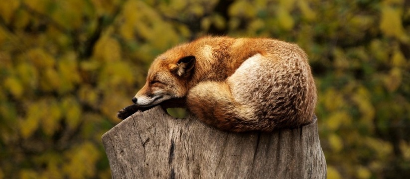 В Каракулинском районе Удмуртии зафиксирован оч...