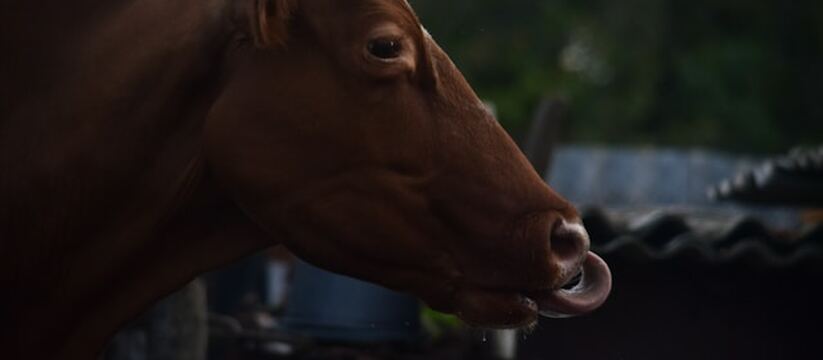 Фермеры Удмуртии понесли убытки из-за изъятия с...