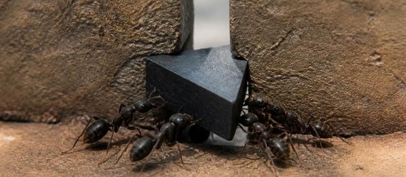 ИЗРАИЛЬСКИЕ УЧЕНЫЕ: ГРАВИТАЦИОННАЯ МОДЕЛЬ ХУЖЕ МУРАВЬЕВ В ГОЛОВОЛОМКАХ Израильские ученые выяснили, что простая гравит...