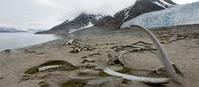 Кости морских млекопитающих на острове Вильчека...