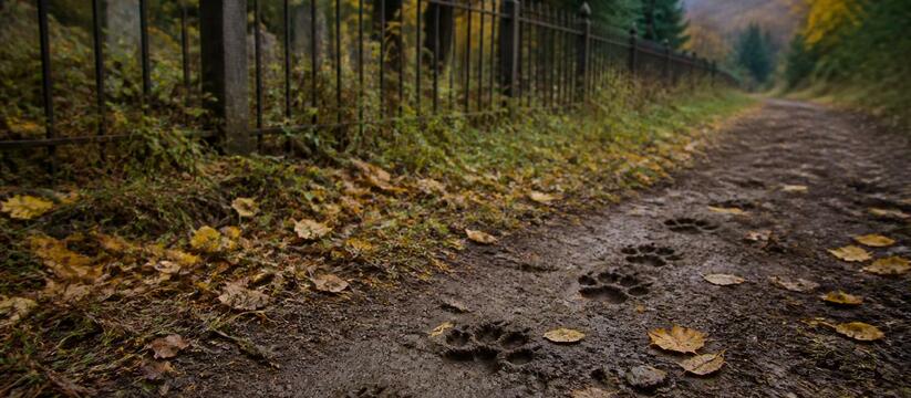 Житель Воткинского района нашел следы медведя н...