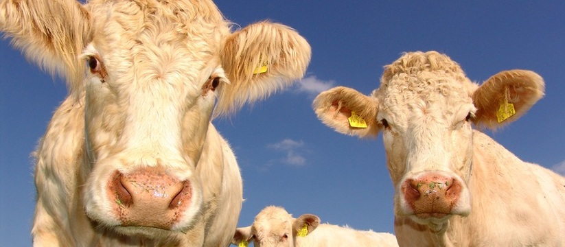 В Удмуртии из-за риска болезней скота ввели реж...