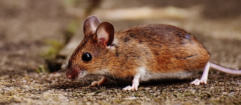 В Удмуртии заболеваемость мышиной лихорадкой за год выросла Тревожная статистика из Удмуртии: за десять мес...