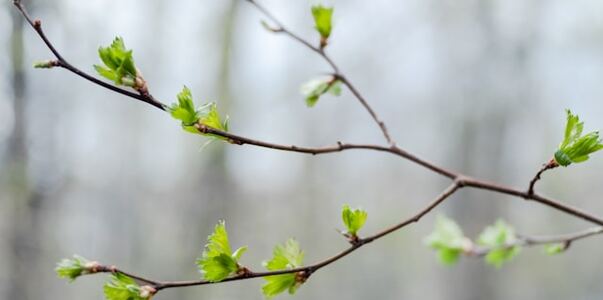 В Удмуртии досрочно завершилась метеорологическ...