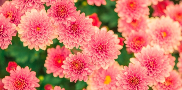 В Удмуртии уничтожили хризантемы с опасными вре...