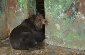Медведь замечен на трассе Сигаево — Усть-Сарапу...