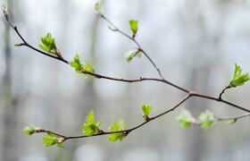 В Удмуртии досрочно завершилась метеорологическ...