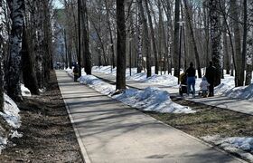 В Берёзовой роще Ижевска спилили более 50 стары...