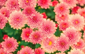 В Удмуртии уничтожили хризантемы с опасными вре...