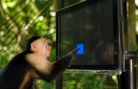 Капуцины в Коста-Рике начали использовать ИИ дл...