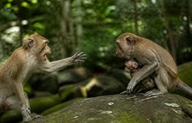 Обезьяны показали уникальную языковую способность