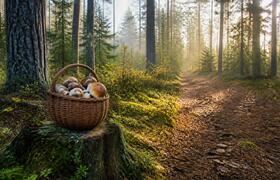 Четыре грибницы потерялись в лесах Удмуртии за ...